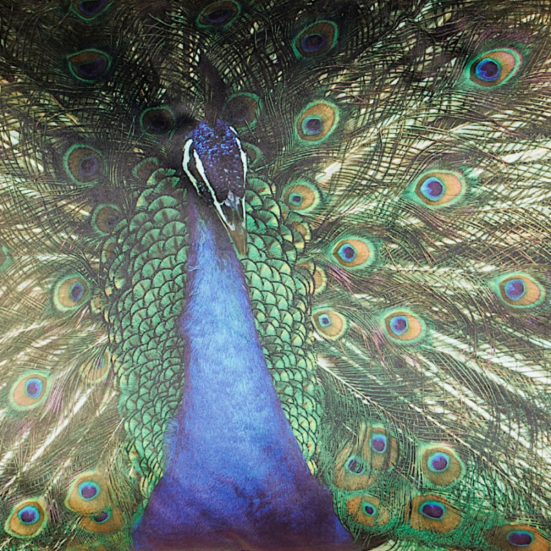 Coussin paon à franges – parade nuptiale de Léon | Deco-Delight.com