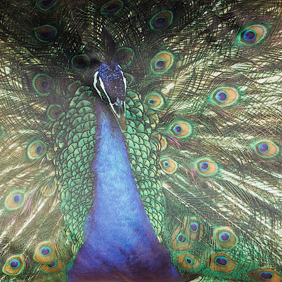 Coussin paon à franges – parade nuptiale de Léon | Deco-Delight.com