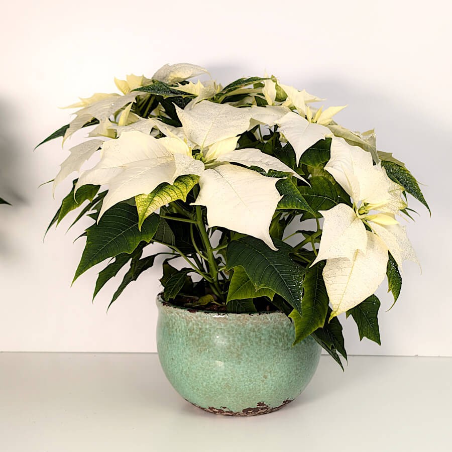 Cache-pot vert d’eau céramique H12 cm | Deco-Delight.com