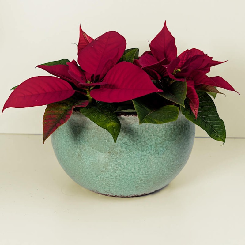 Cache-pot vert d’eau céramique H12 cm | Deco-Delight.com