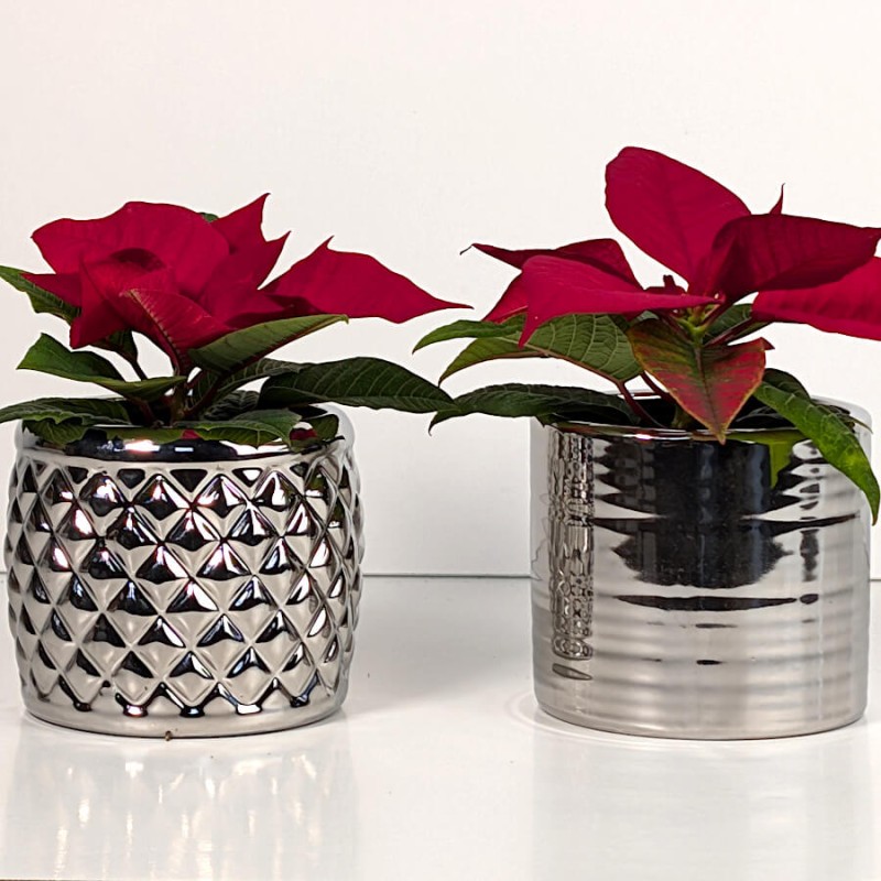 Composition de deux pots au design "objet détourné", boîte de conserve et ananas, avec fleurs rouges.