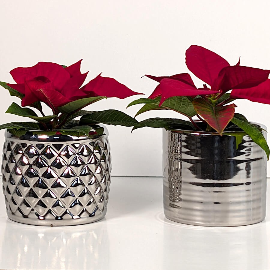 Composition de deux pots au design "objet détourné", boîte de conserve et ananas, avec fleurs rouges.