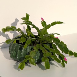 Cache-pot cactus large avec une plante "Cactus de Noël" en floraison.