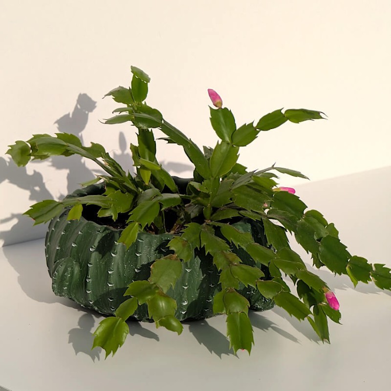 Cache-pot cactus large avec une plante "Cactus de Noël" en floraison.