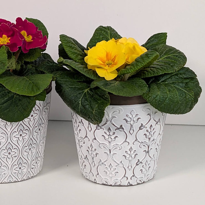 Mise en scène printanière avec fleurs fuchsia et jaunes en pot blanc.