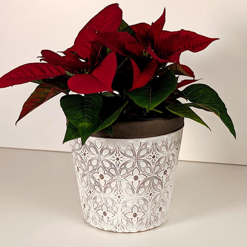 Cache-pot motif rosace accueillant un Poinsettia rouge vif.