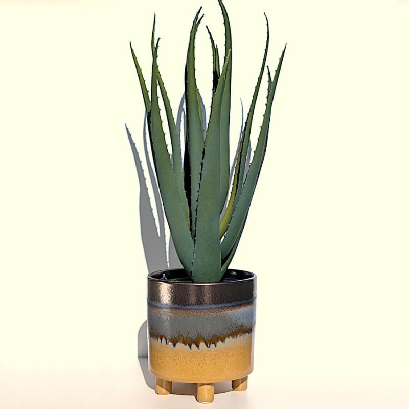 Mise en situation avec un Aloe Vera soulignant le contraste des couleurs.