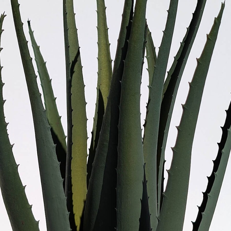 Gros plan sur les pointes et le dégradé de vert des feuilles charnues.