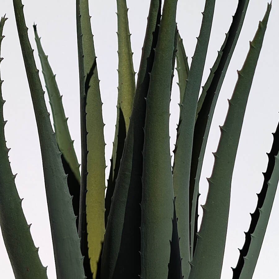 Gros plan sur les pointes et le dégradé de vert des feuilles charnues.