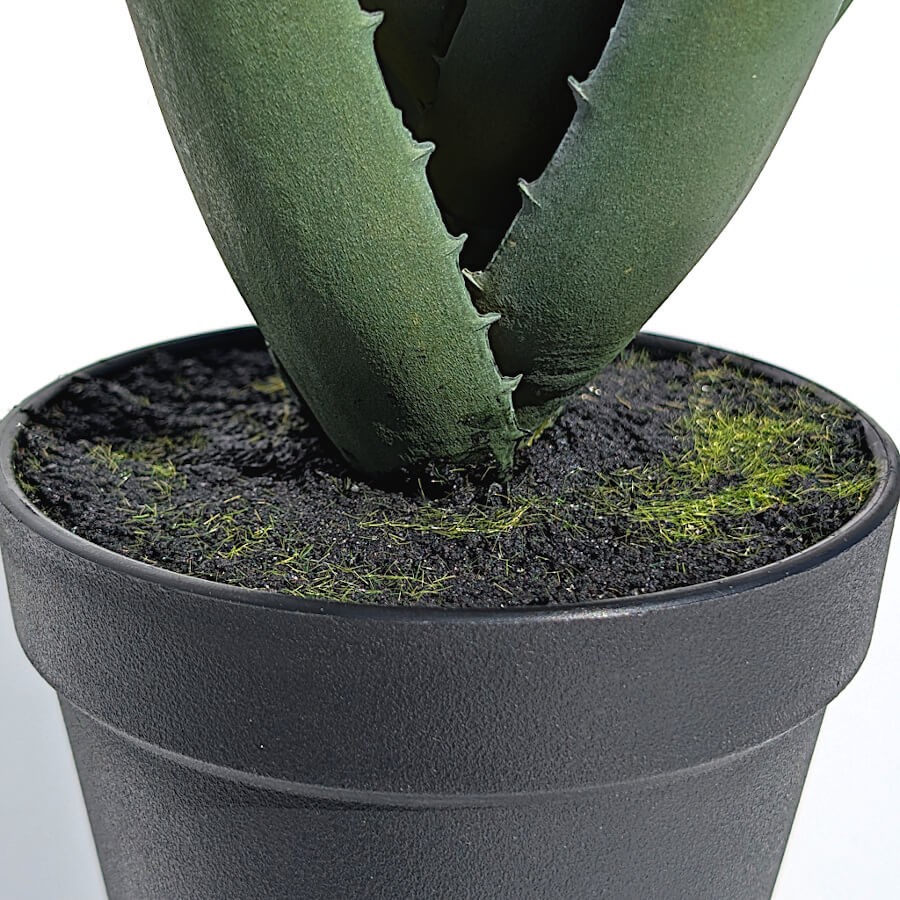 Zoom sur le cœur de la plante montrant la densité du feuillage.