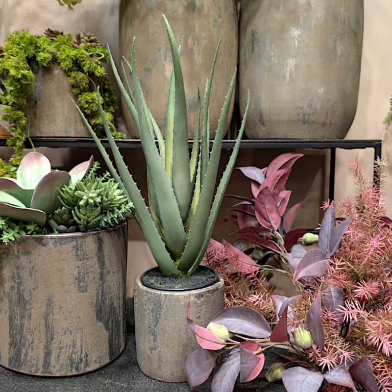 Mise en situation de l'Aloe Vera dans un environnement de jardin d'hiver.