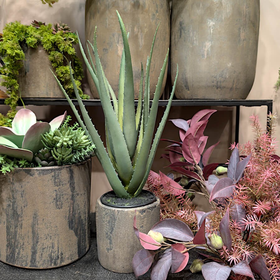 Mise en situation de l'Aloe Vera dans un environnement de jardin d'hiver.