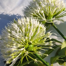 Zoom sur les fleurs montrant la finesse des pétales et le cœur de l'ombelle.