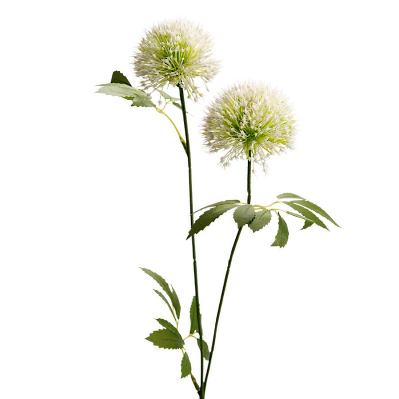 Silhouette entière de la fleur sur fond blanc épuré.