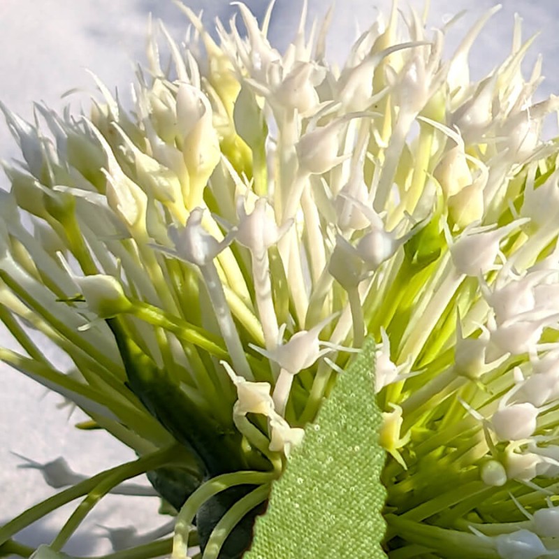 Détail macro sur la texture des pétales blancs et la structure de l'ombelle.