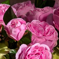 Zoom sur la texture des pétales soyeux et le dégradé de rose fuchsia.