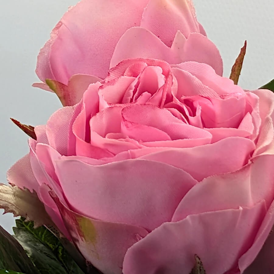 Gros plan sur une fleur épanouie montrant la finesse des pétales et du feuillage.