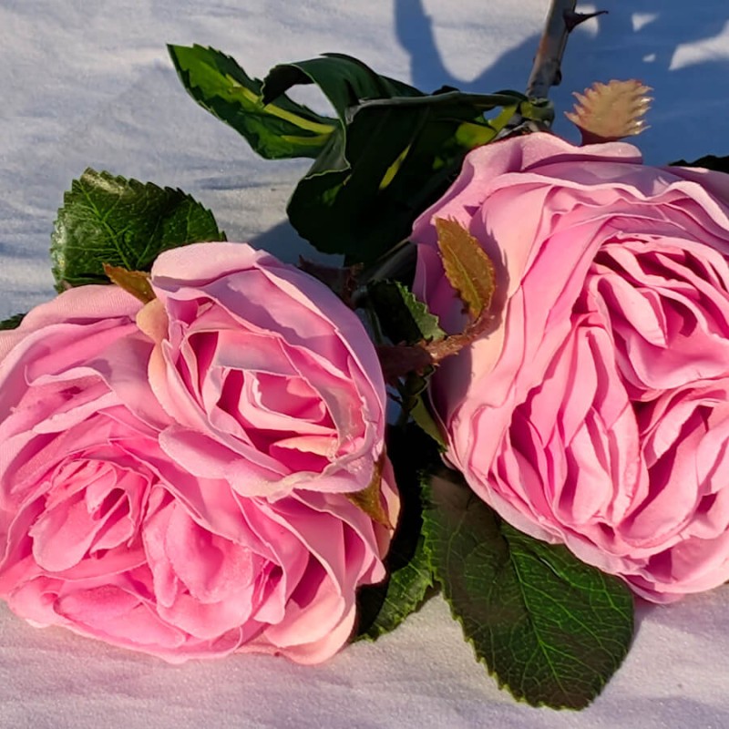 Gros plan sur deux têtes de roses montrant les différentes étapes de floraison.