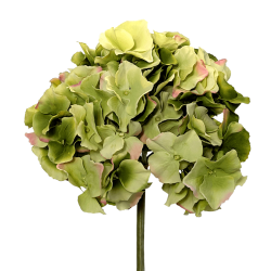 Gros plan sur la tête de l'hortensia montrant le dégradé vert des pétales, avec une pointe rose sur certains pétales.