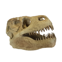 Tête de dinosaure en résine L30.5  | Deco-Delight.com