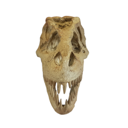 Tête de dinosaure en résine L30.5  | Deco-Delight.com