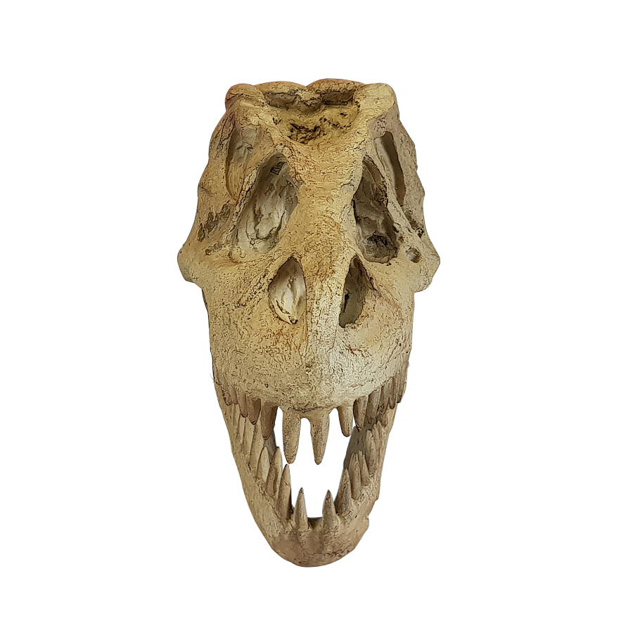 Tête de dinosaure en résine L30.5  | Deco-Delight.com