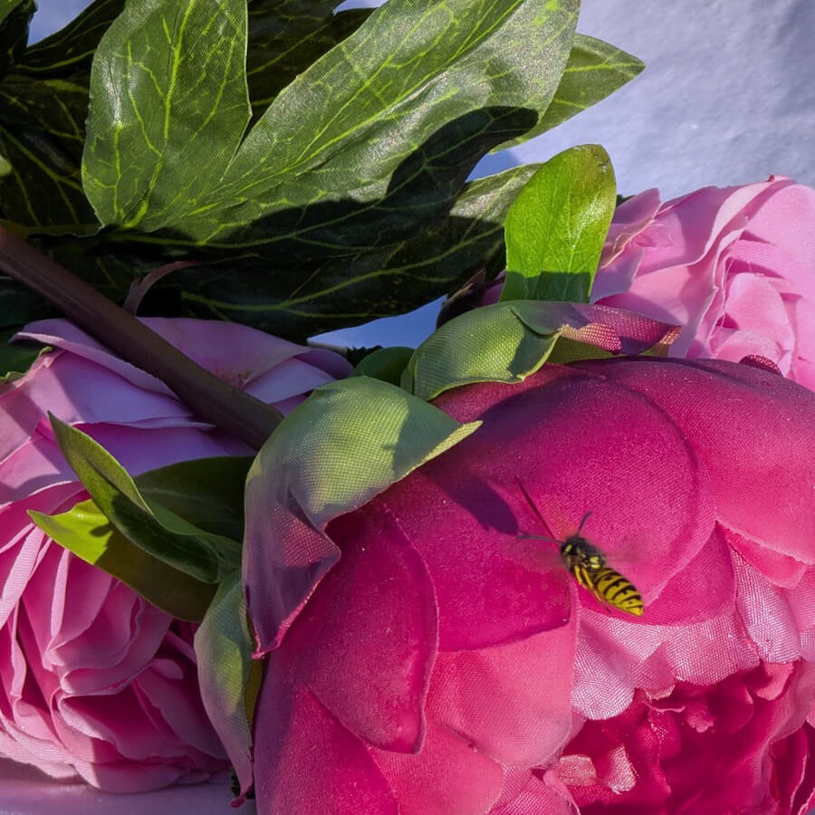 Réalisme des feuilles vertes et pétales roses, survolées par une syrphe qui a pris la pivoine pour une vraie.