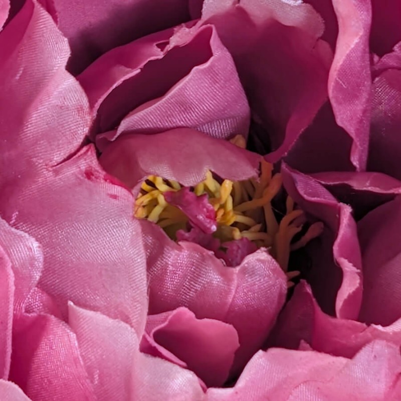 Macro cœur de fleur : Détail des étamines jaunes au centre de la pivoine rose fuchsia.