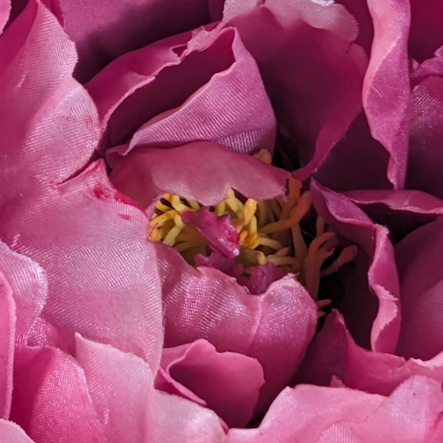 Macro cœur de fleur : Détail des étamines jaunes au centre de la pivoine rose fuchsia.