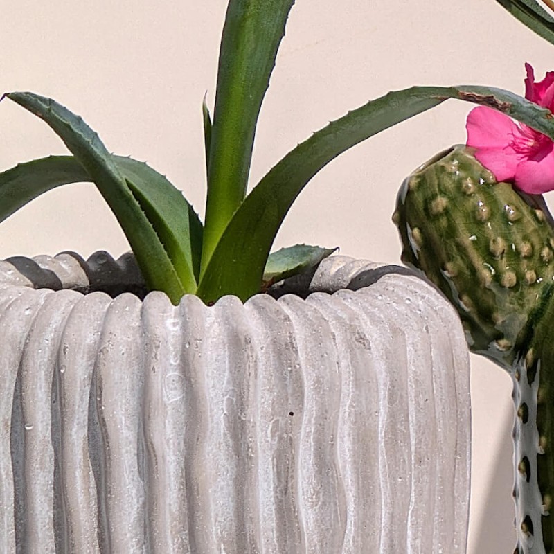 Gros plan sur une plante grasse plantée dans le pot en ciment côtelé gris.