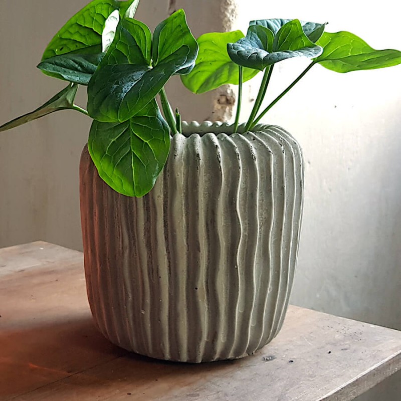 Le pot en ciment côtelé accueillant une plante verte tombante sur une table en bois clair.
