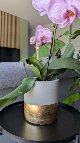 Photo client du pot bicolore en ciment gris et feuilles d'or accueillant une orchidée sur une étagère.